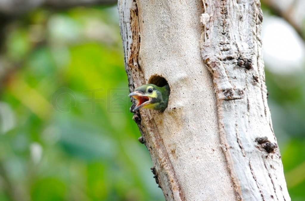 Coppersmith Barbet Megalaima haemacephala ̩