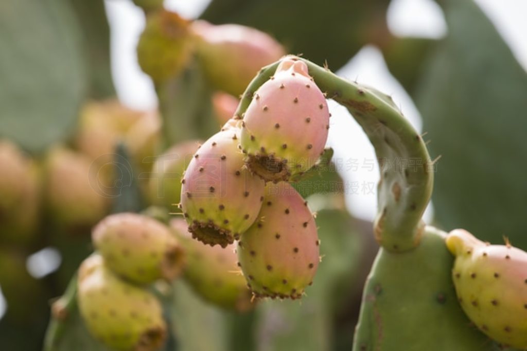 ƣOpuntia ficus-indicaӡ޻