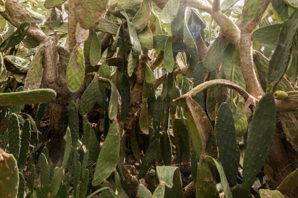 ƣOpuntia ficus-indicaӡ޻