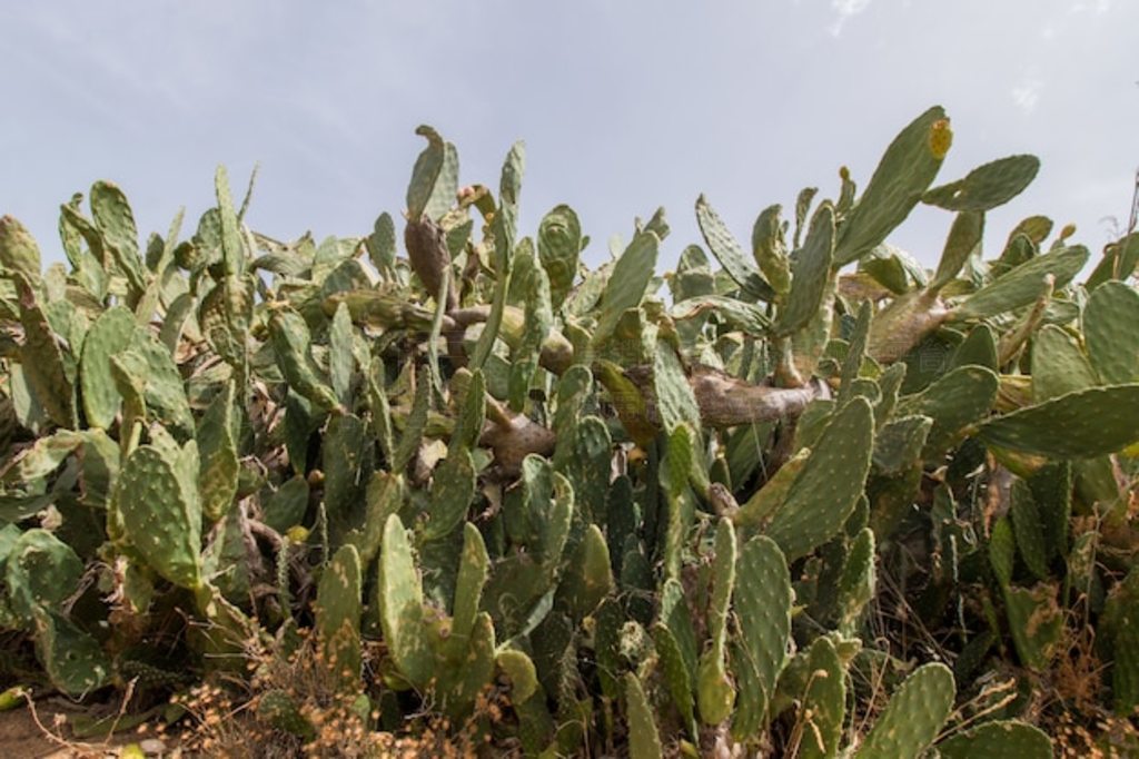 ƣOpuntia ficus-indicaӡ޻