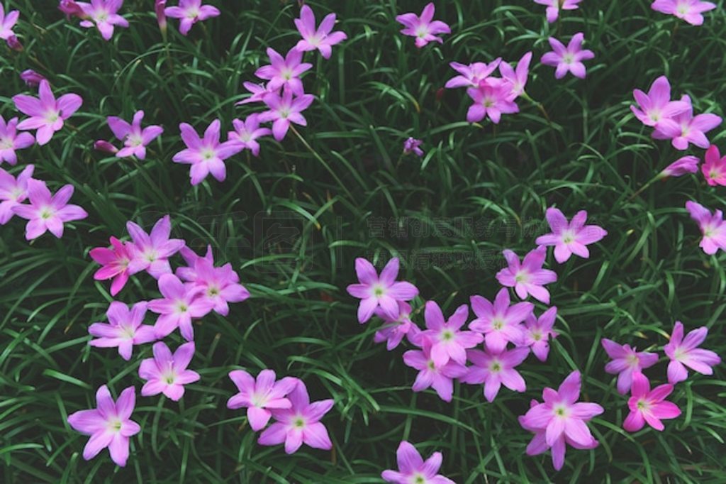 Zephyranthes grandiflora ۺɫĻŮٺ