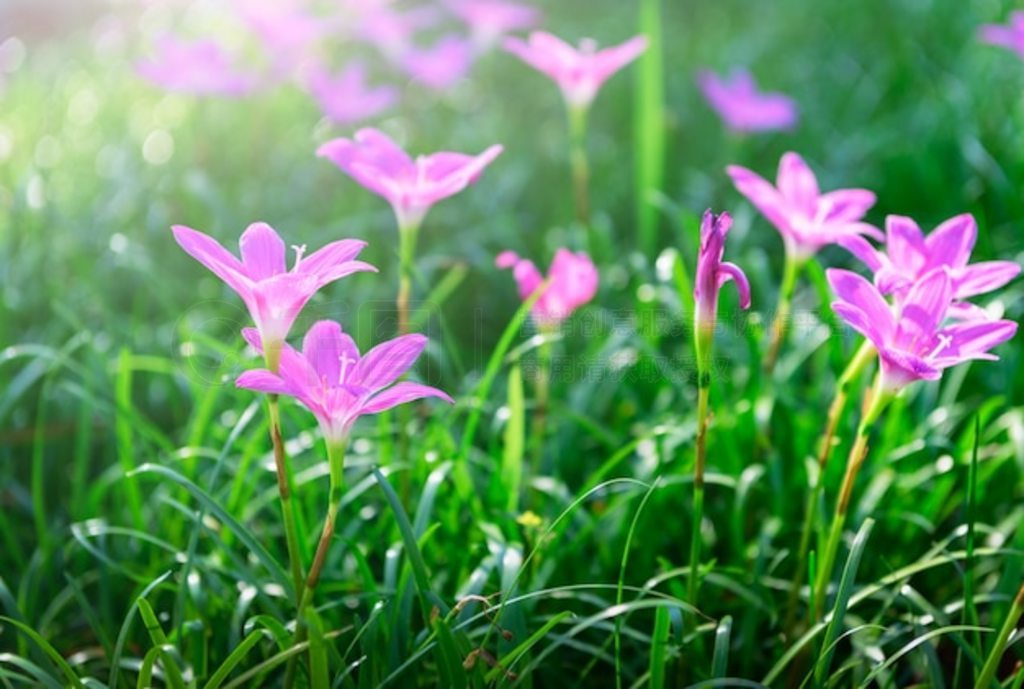 Zephyranthes grandiflora ۺɫĻŮٺ