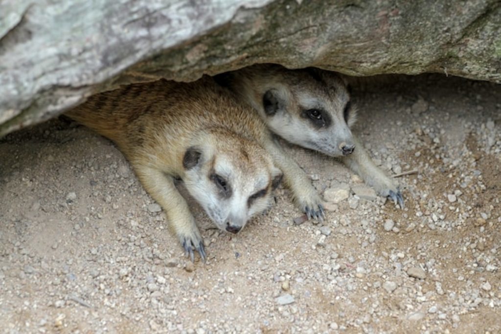 Suricata suricatta è˯ڶѨ