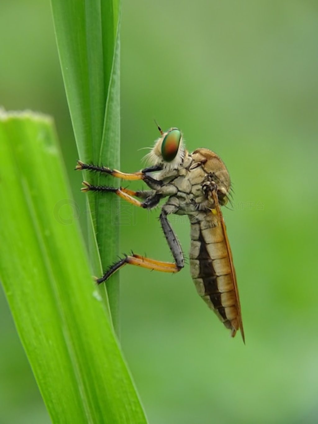 Asilidae - ǿӬϢҶ