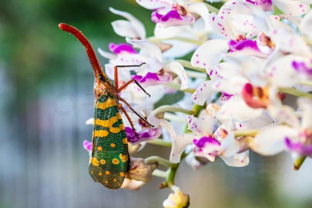 ϵķʭPlanthopper