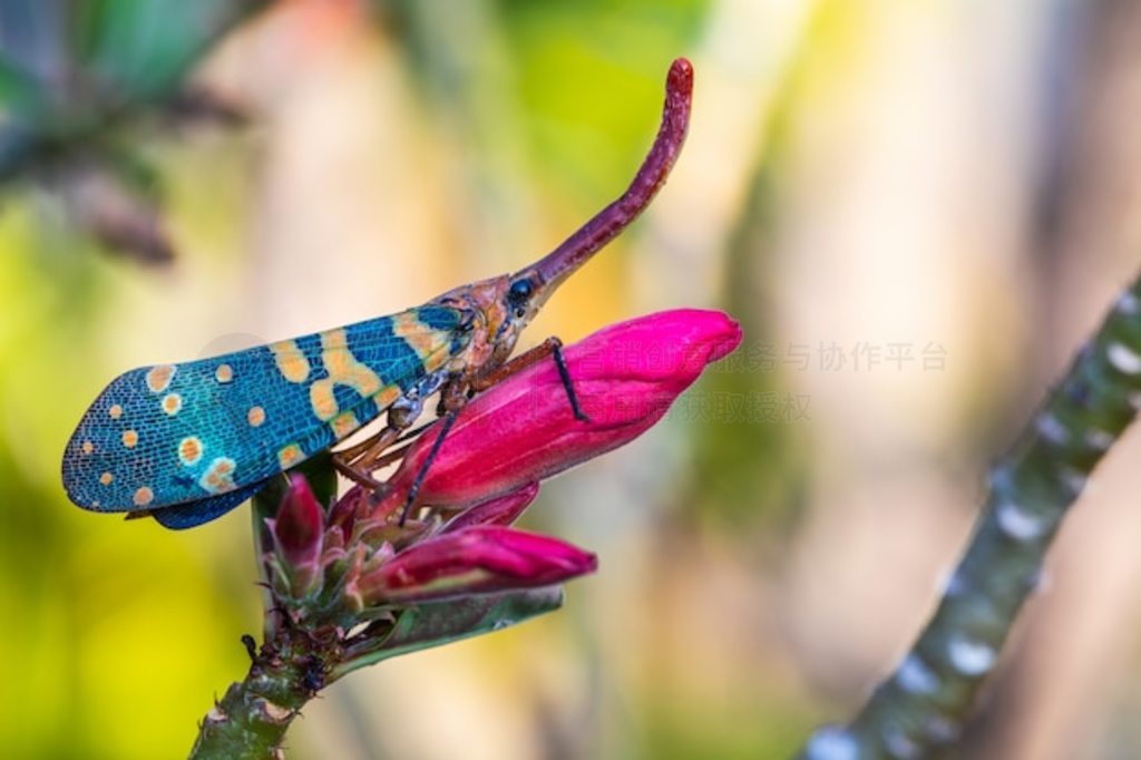 ϵķʭPlanthopper