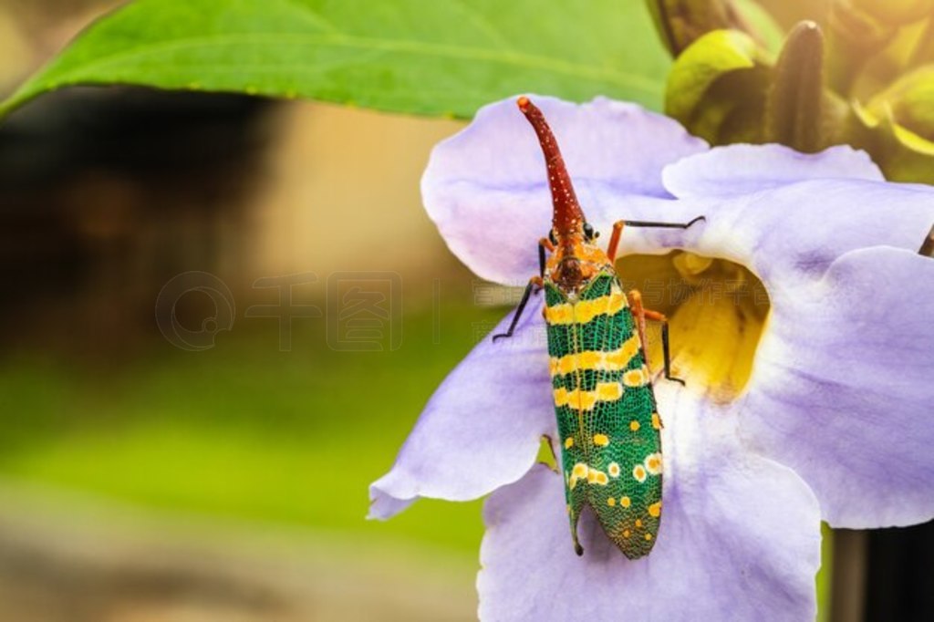 ϵķʭPlanthopper