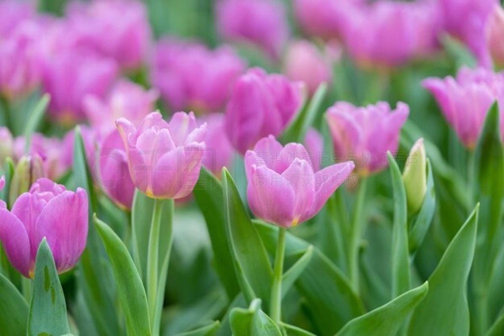 ͸Ĺµ㻨Tulipa spp. L.