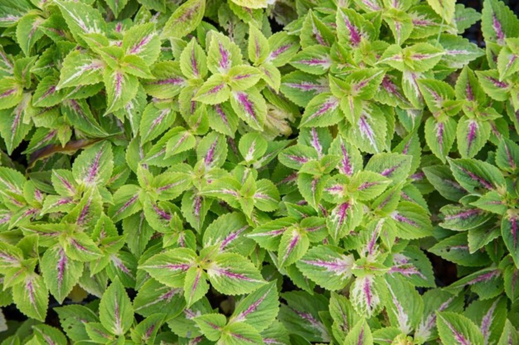 աʻݡ Solenostemon Ҷ