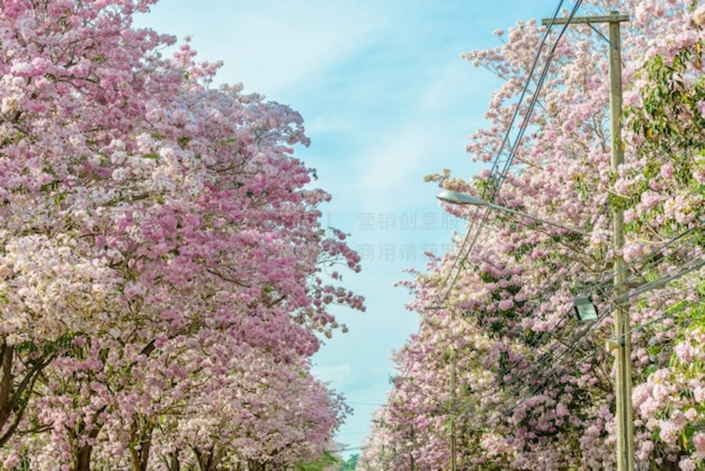 Tabebuia Rosea һ÷ۺɫĻȴ