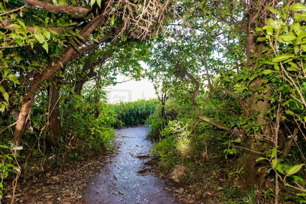 Kew Mae Pan Nature Trail ֵͽС