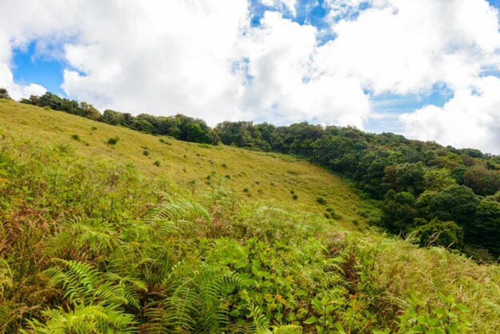 Kew Mae Pan Nature Trail ֵͽС