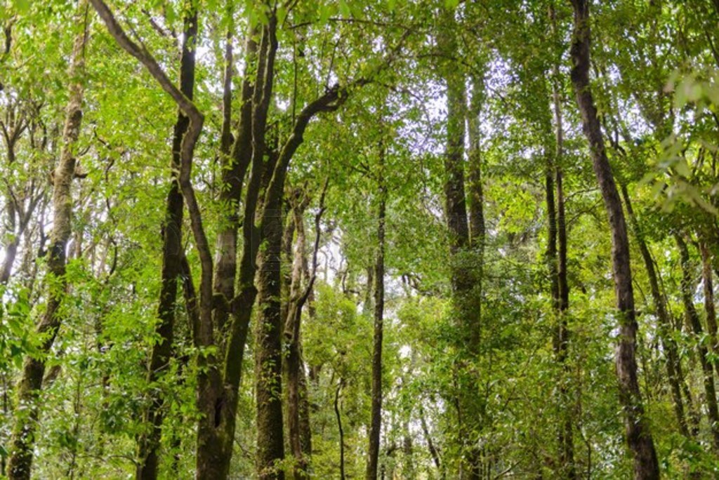 Kew Mae Pan Nature Trail ֵͽС