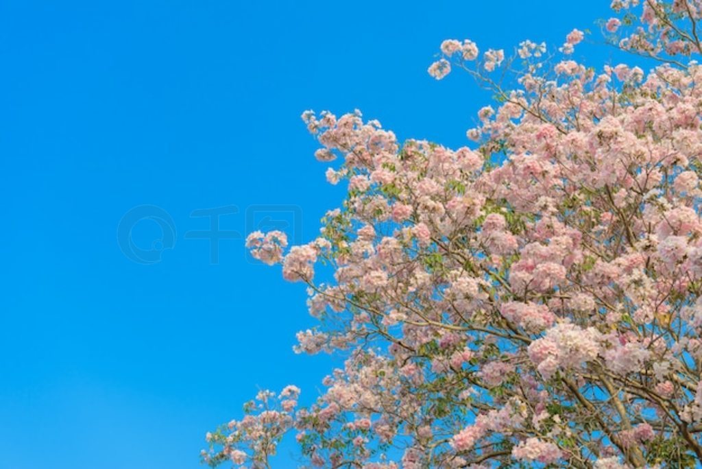 Tabebuia Rosea һ÷ۺɫĻȴ