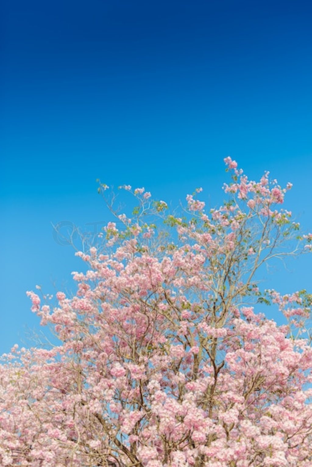 Tabebuia Rosea һ÷ۺɫĻȴ