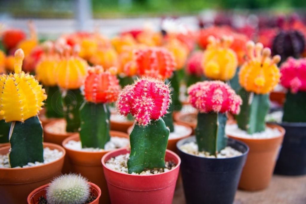 Gymnocalycium /ɫͷ׵ĺɫͻɫ