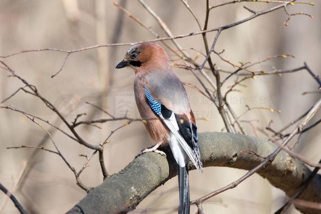 ŷǽ (Garrulus mudarius)