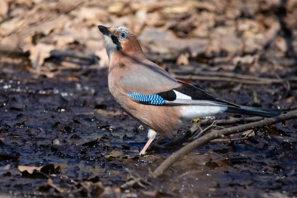 ŷǽ (Garrulus mudarius)