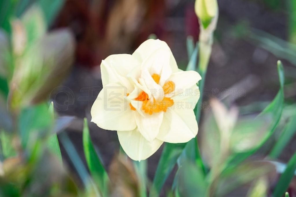 ˮ (Narcissus poticus)