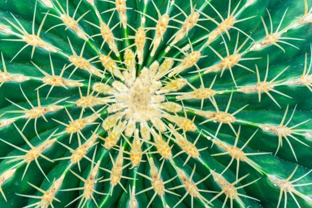 ī Ferocactus Glaucescens