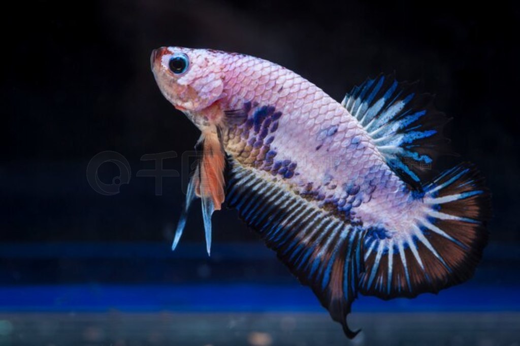 㣨Betta splendens