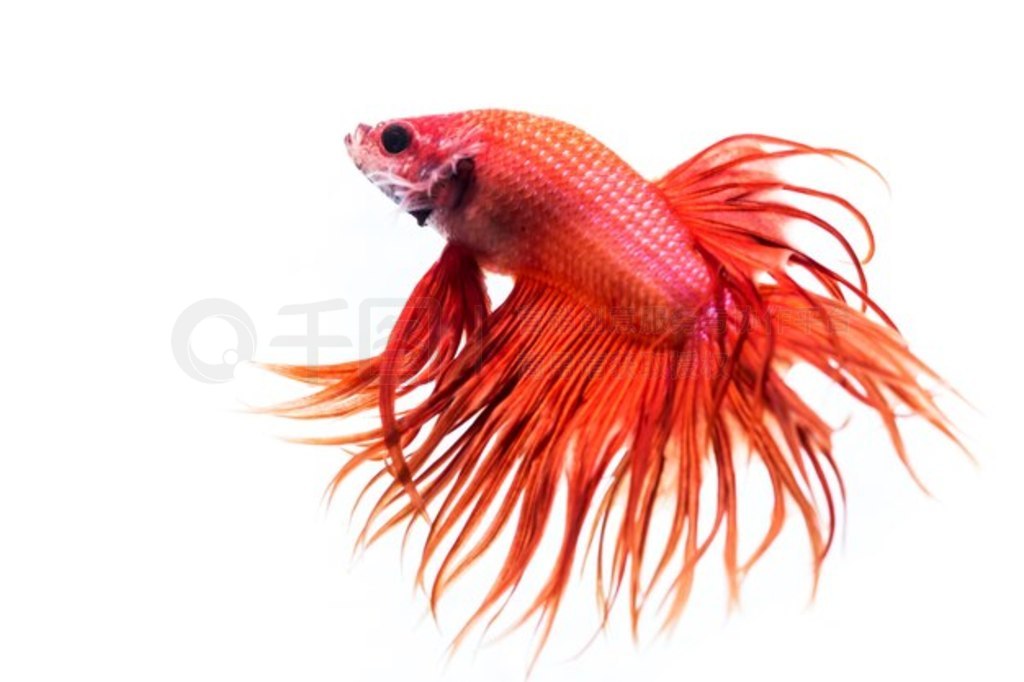 㣨Betta splendens