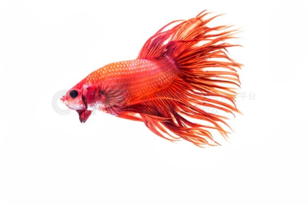 㣨Betta splendens