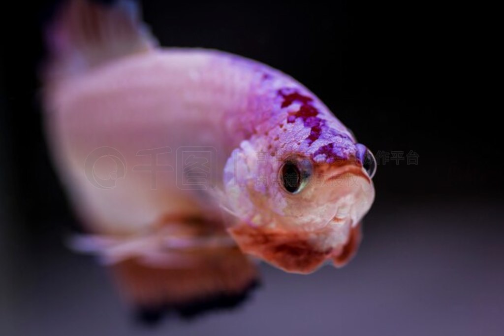 㣨Betta splendens