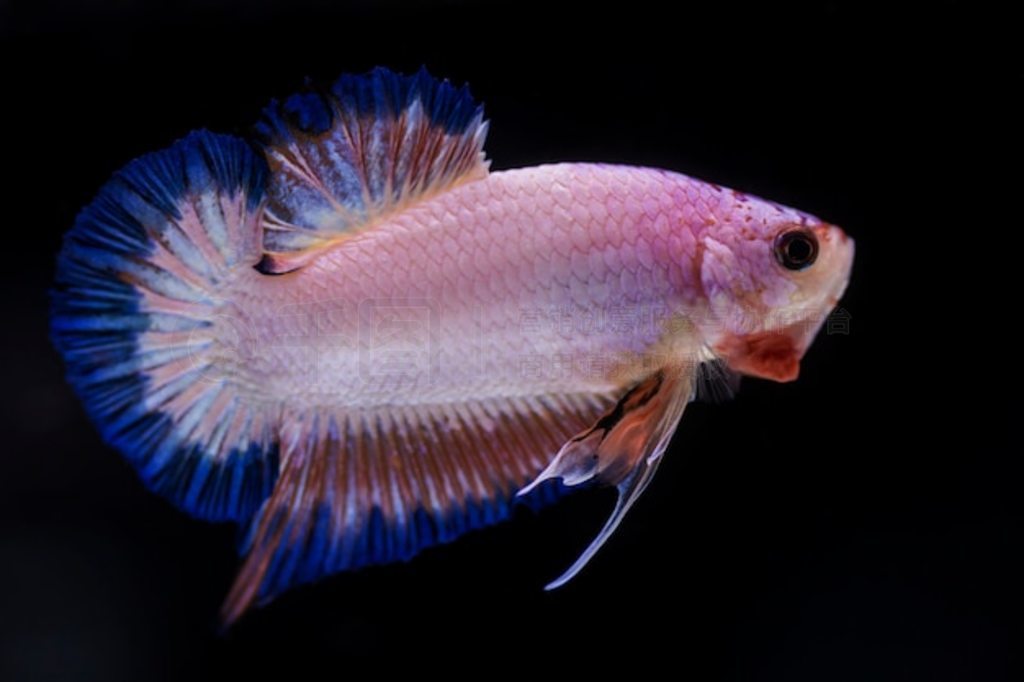 㣨Betta splendens