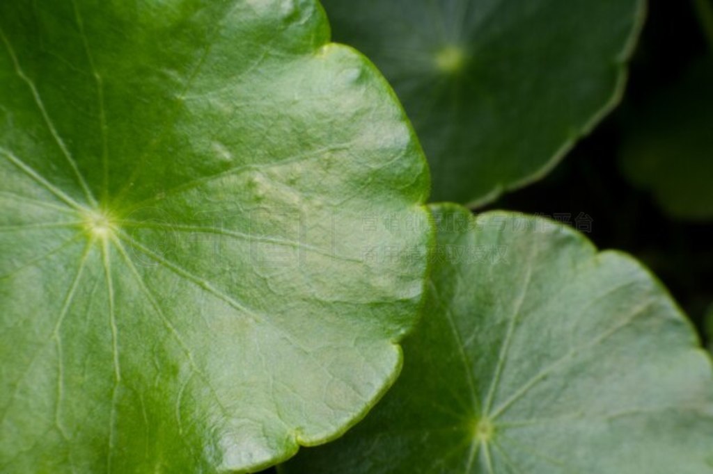 ɫ Pennywort Ҷд