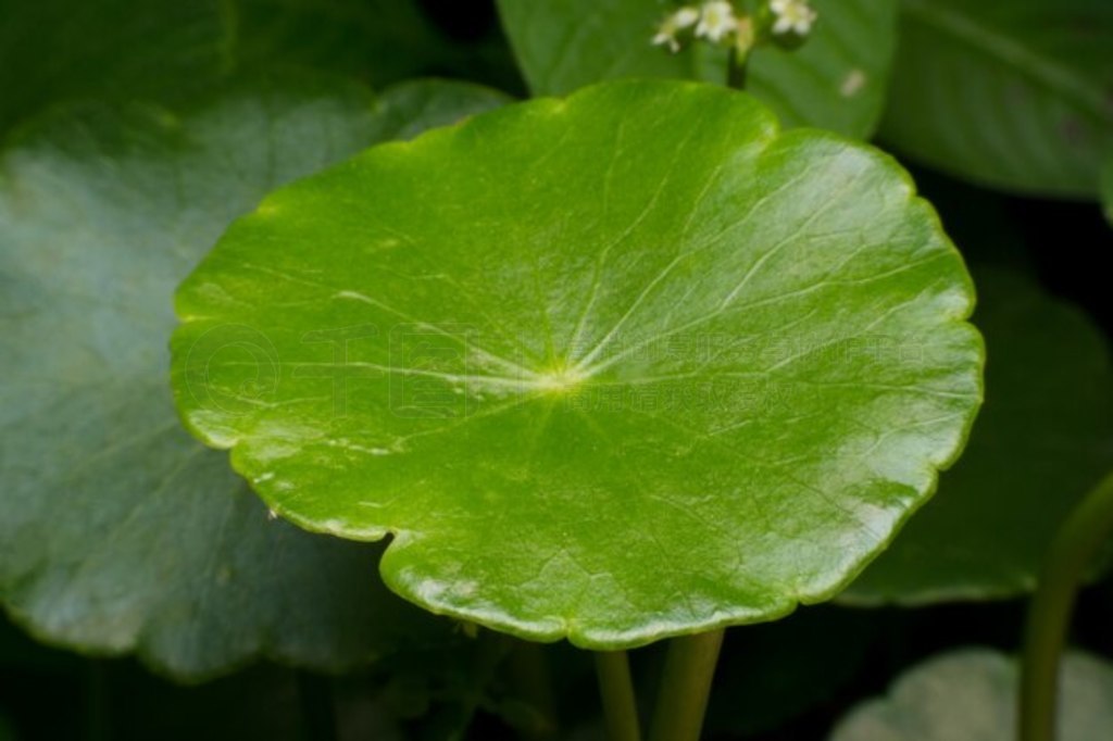 ɫ Pennywort Ҷд