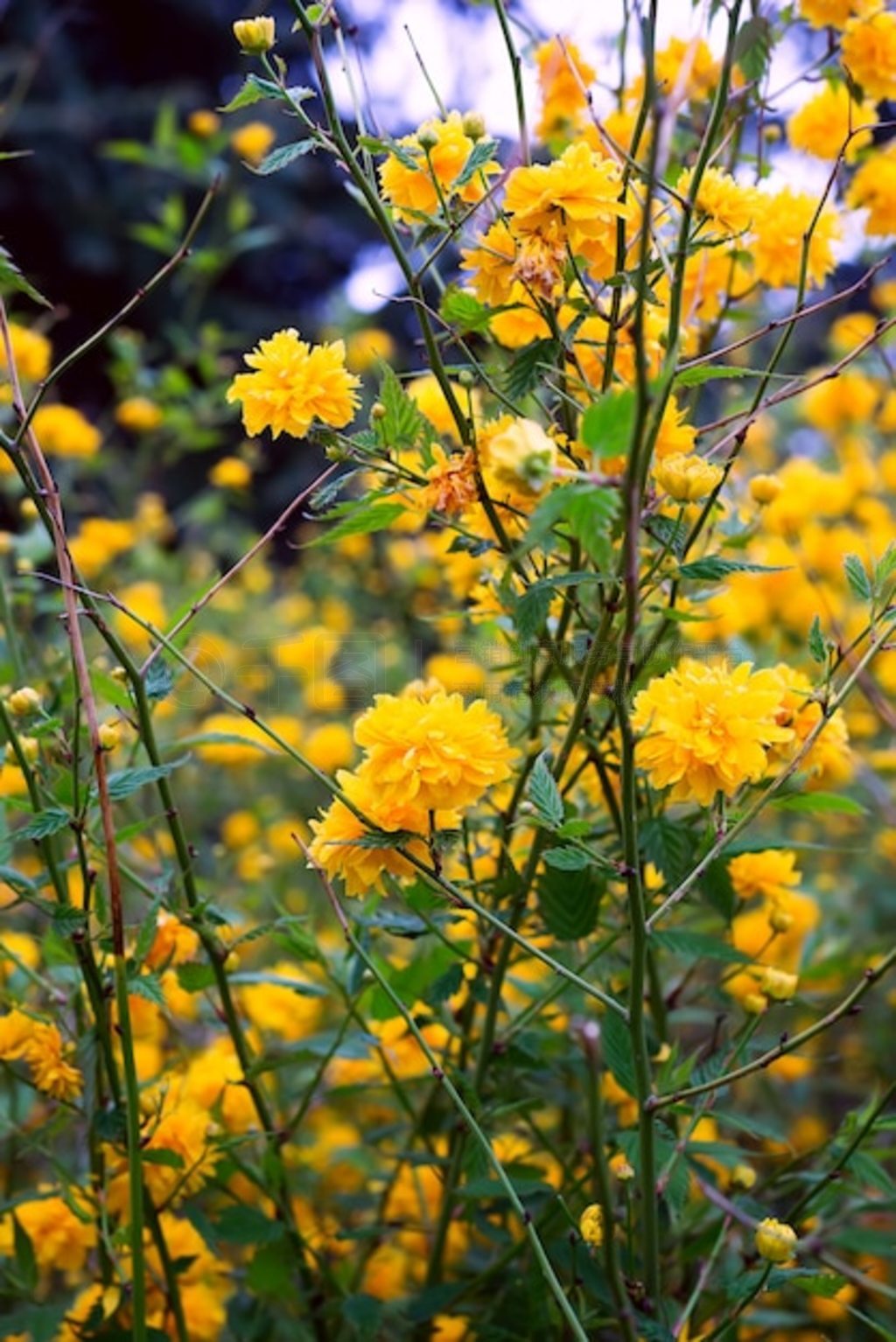 ɫֲKerria japonica pleniflora˫ϸ