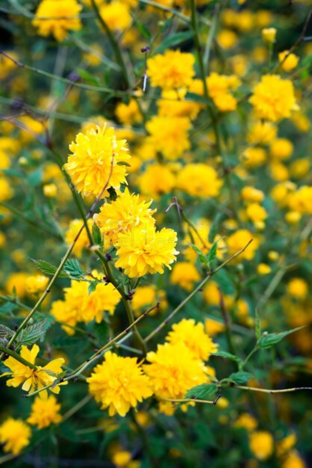 ɫֲKerria japonica pleniflora˫ϸ