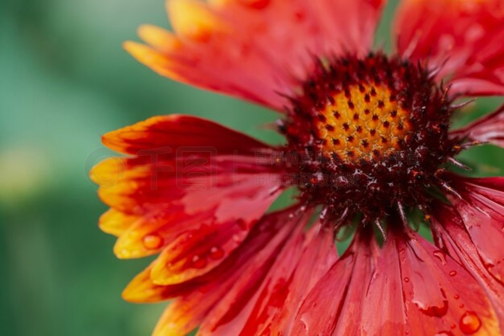 羰Ŀ gaillardia pulchella ںϡ