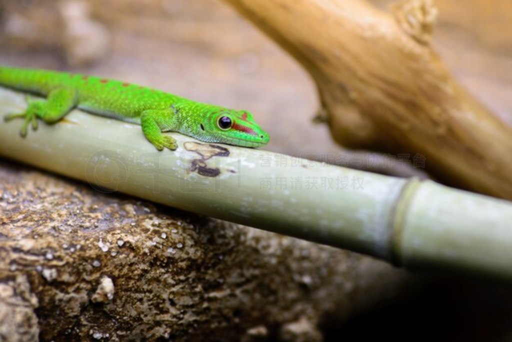 ɫ˹ӱڻ (Phelsuma grandis) ϡ