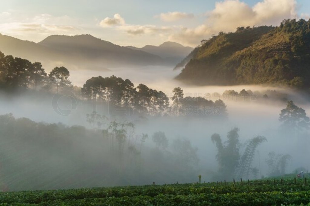 ݮ԰ı糿ճ̩ʡ Doi Ang Khang ĳ