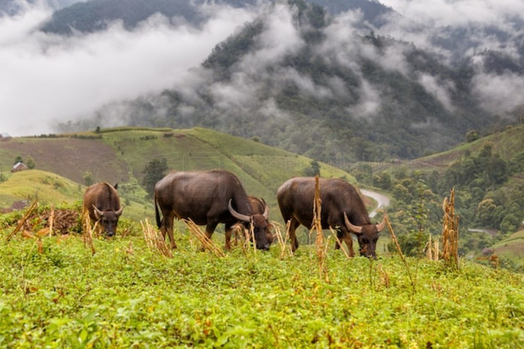 ˮţ Mae La Noi ɽϳԲ