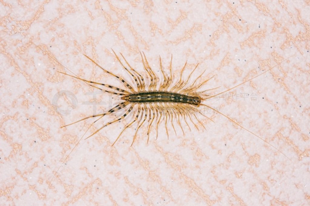 ͨl (Scutigera coleoptrata)