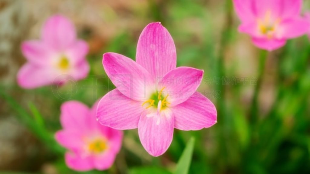 ԰ķۺɫ Zephyranthes ٺϻ