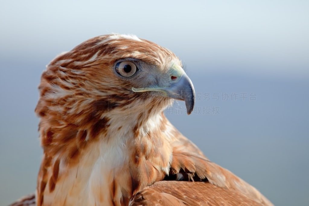 βӥ (Buteo jamaicensis)