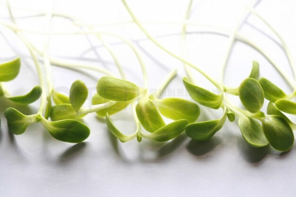 տ磬Microgreen л