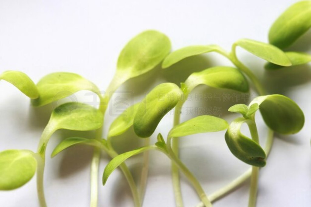 տ磬Microgreen л