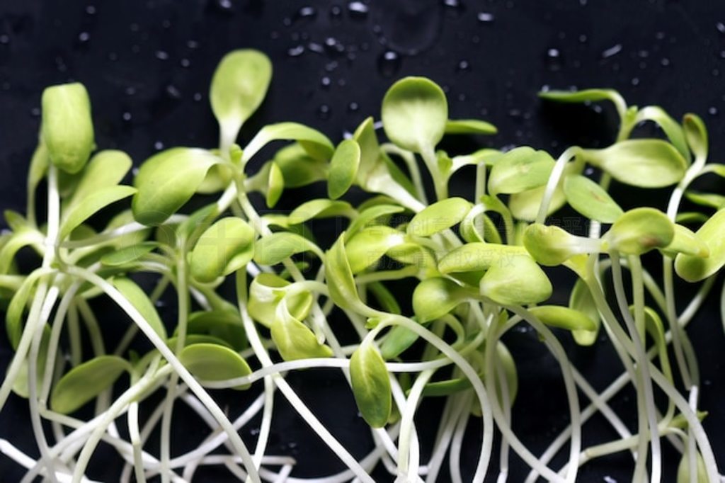 տ磬Microgreen л