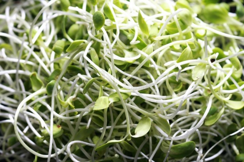 տ磬Microgreen л