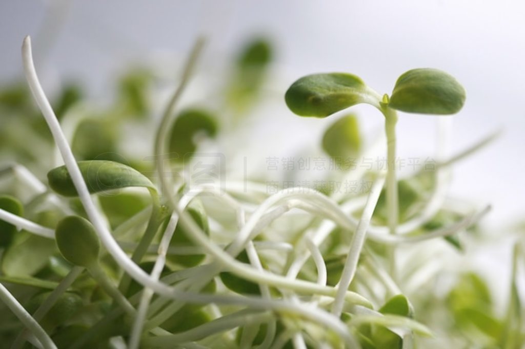 տ磬Microgreen л