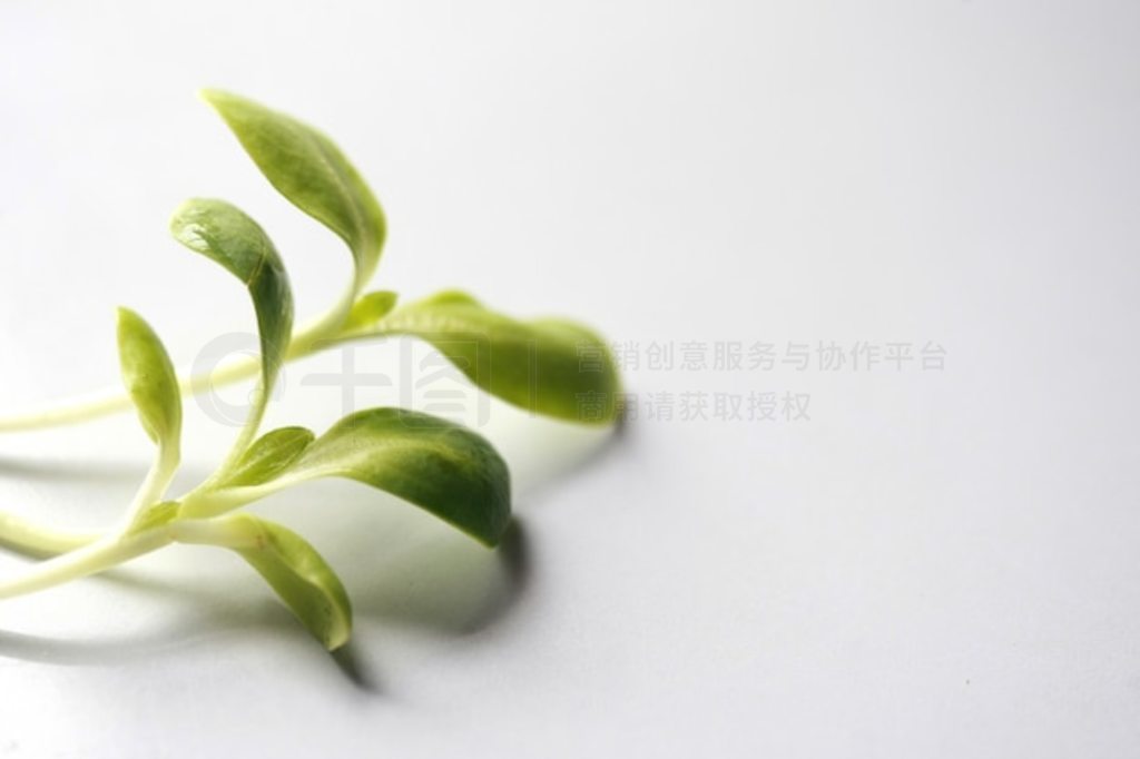 տ磬Microgreen л