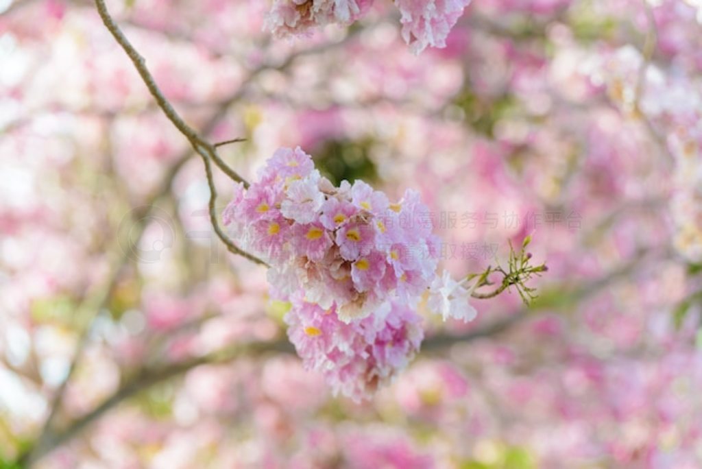 Tabebuia Rosea һ÷ۺɫĻȴ