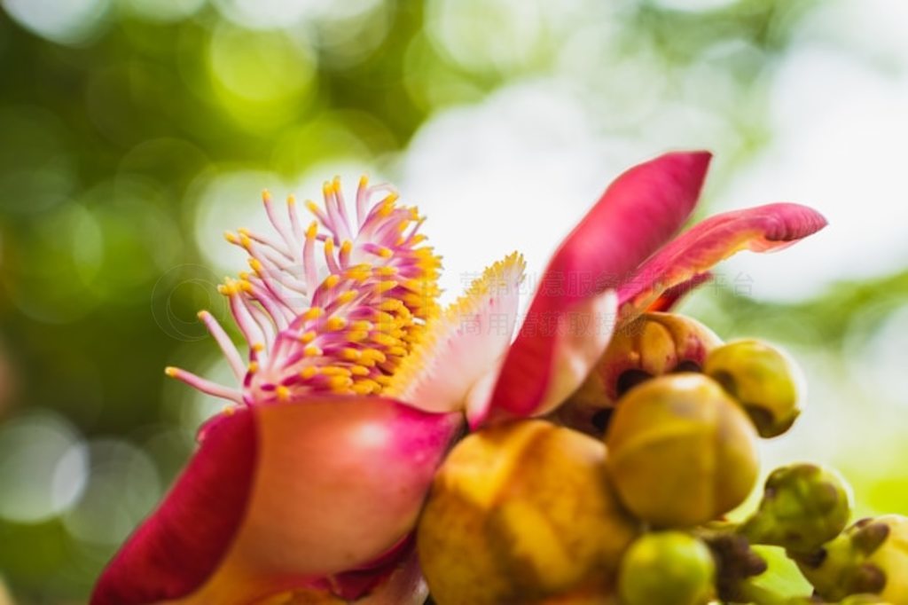 д Couroupita guianensis ڵȻ