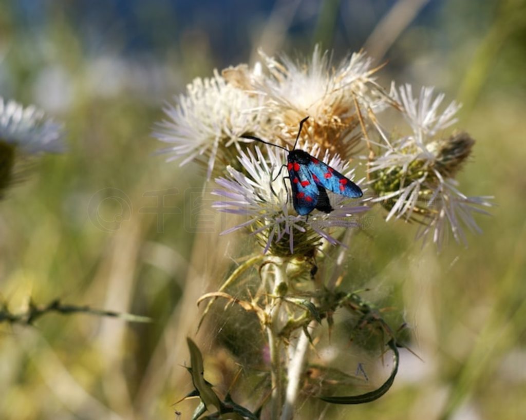 кߵĺZygaena 