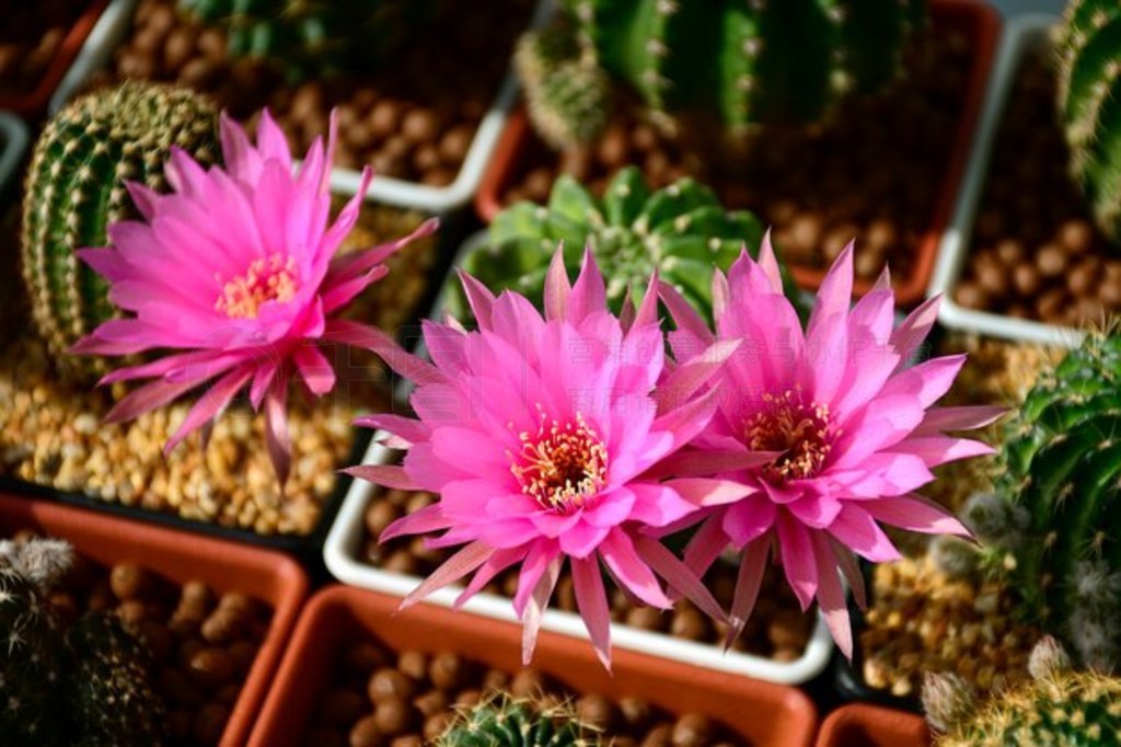 Echinopsis  Lobivia ֮ӽƵķۺɫ䡣